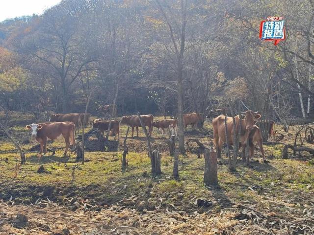 一林场草地被牛吃秃 封山禁牧形同虚设