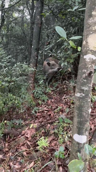 深圳梧桐山有野猪向游客讨食 和谐共处引热议