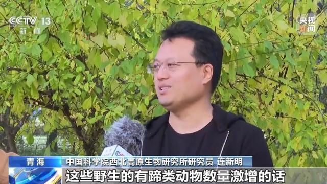 可可西里网红狼孤狼变胖狼 投喂引发生态担忧