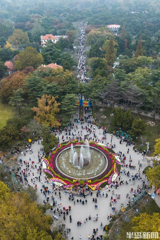 太平山公园彩菊绽放游客纷至