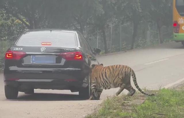 动物主题乐园自驾车辆遭老虎追咬 园区：有指挥车带队，车辆受损由园区投保修复