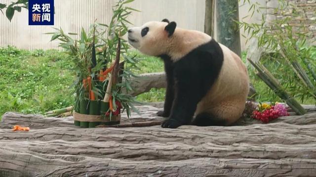 官方回应福宝身体异常：体态外观无异常，精神及食欲正常 持续健康监测中